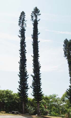 Araucaria columnaris Image
