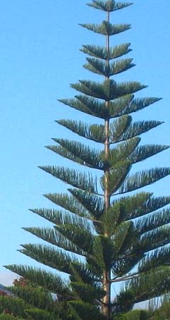 Araucaria heterophylla Image