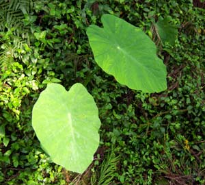 Colocasia formosana Image