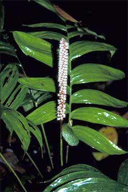 Geonoma cuneata subsp. sodiroi Image