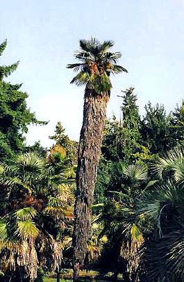 Trachycarpus takil Image